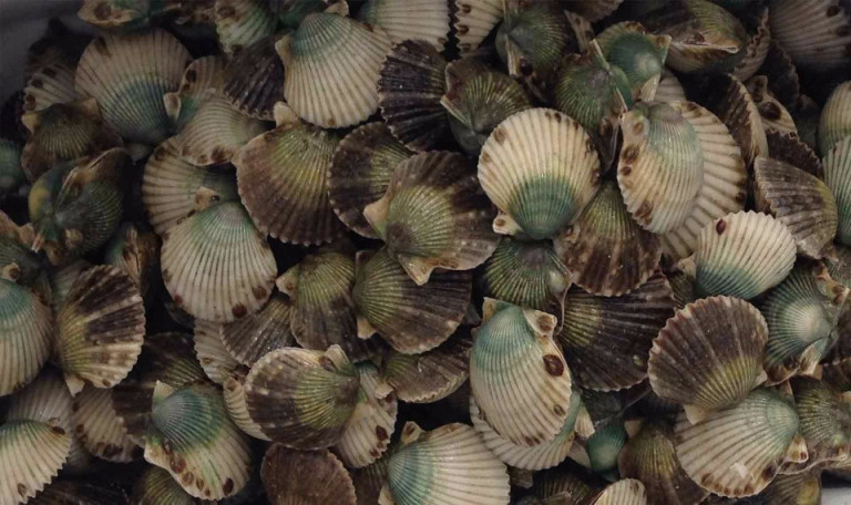 scallops