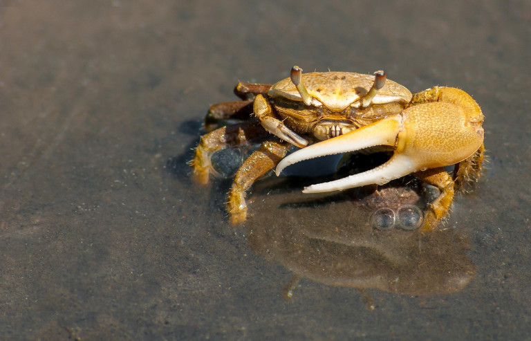 crab-79156